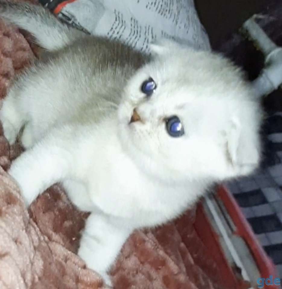 Шотландские котята, фотография 5