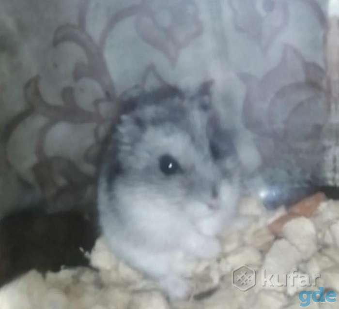 Продажа сирийских малышей 2месяца.Крыски Дамбо и Хаски., фотография 9