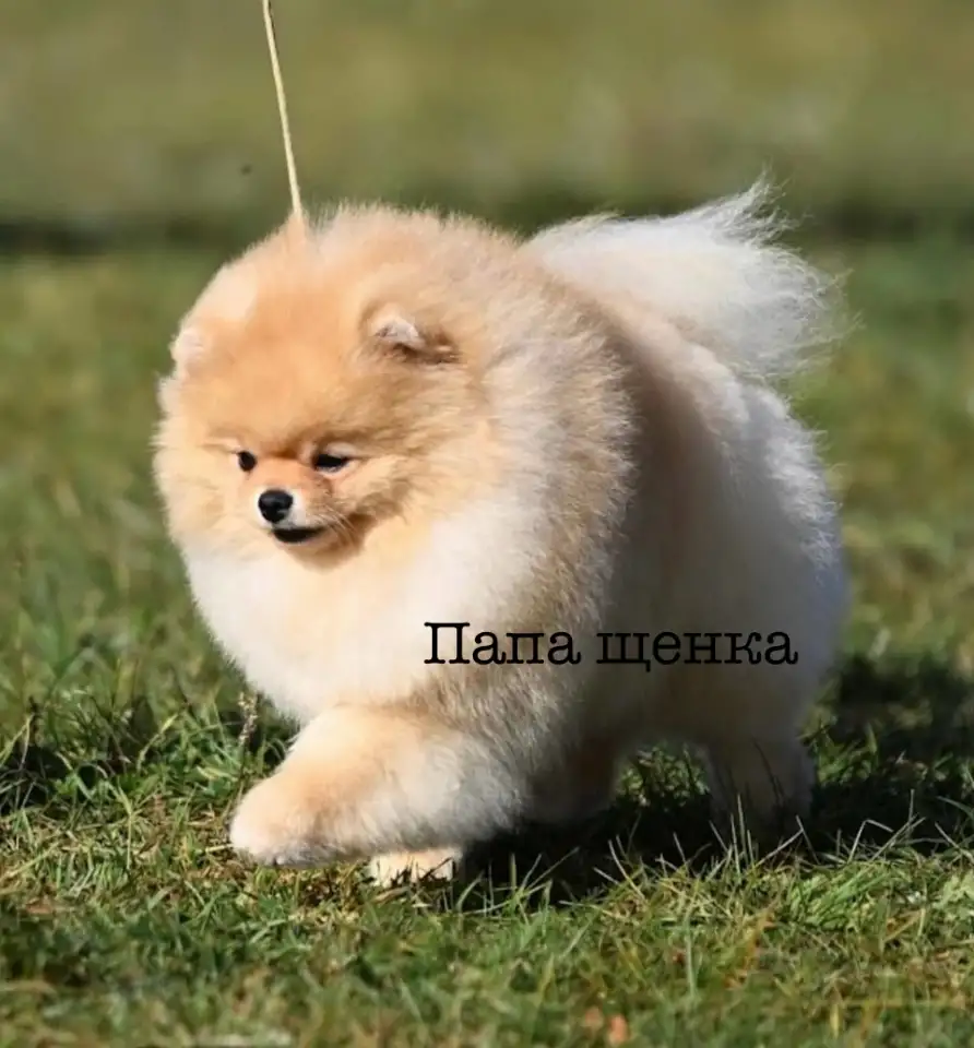 Продажа щенка померанского шпица, фотография 7