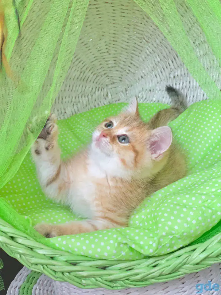 ЗОЛОТАЯ ШИНШИЛЛА шотландские котята, фотография 1