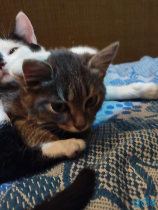 Котенок в надёжные руки, фотография 3