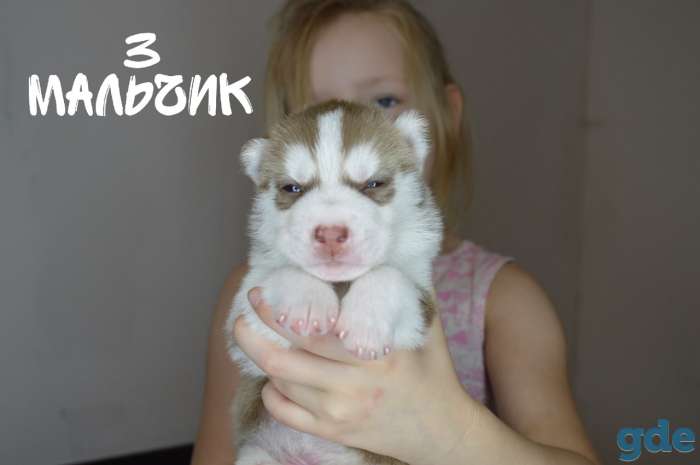 Щеки хаски с родословной, фотография 7