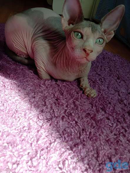 Котенок Канадского сфинска, фотография 1