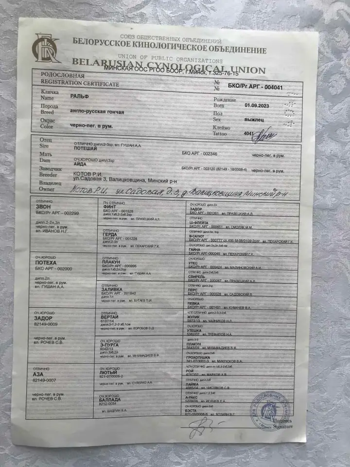 Продажа щенков англо-русской гончей, фотография 4