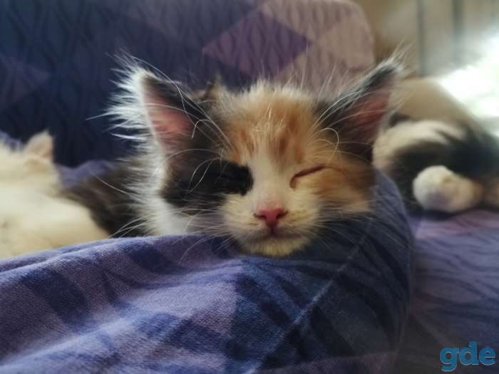 Котята в дар, фотография 6