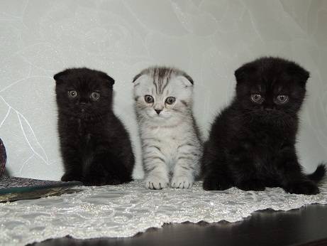 Открыто раннее бронирование котят Скоттиш-фолд, фотография 1