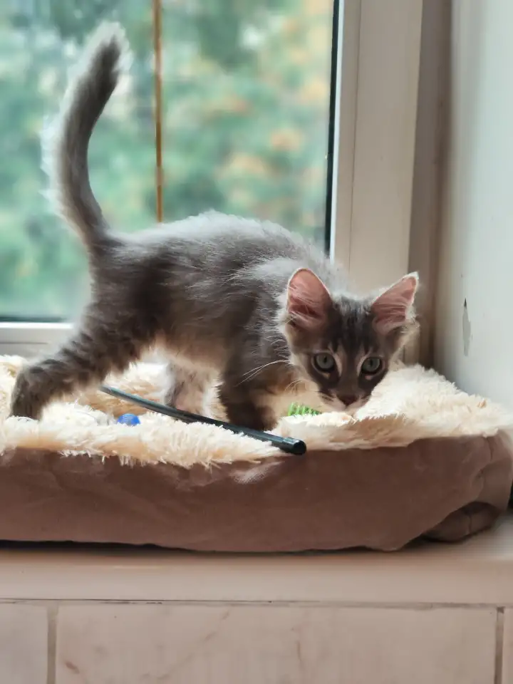 Котята в дар, фотография 11