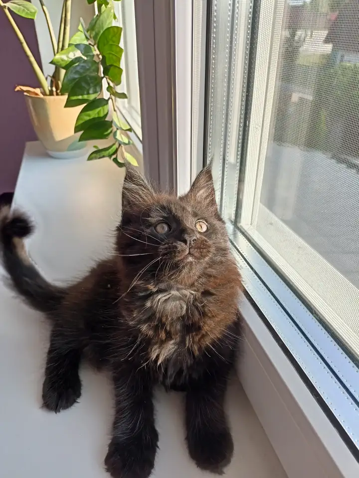 Продажа котят мейн-кунов, фотография 4
