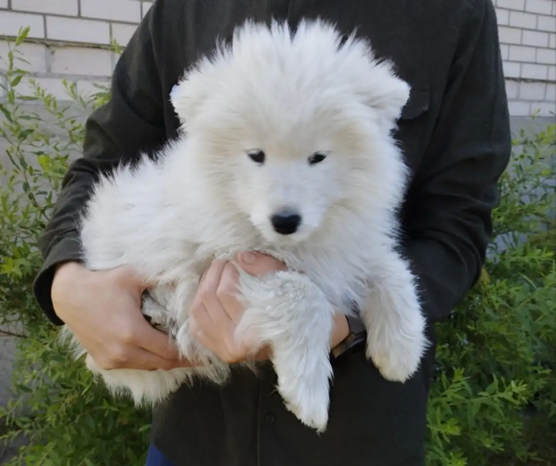 Продам щенка самоеда., фотография 1
