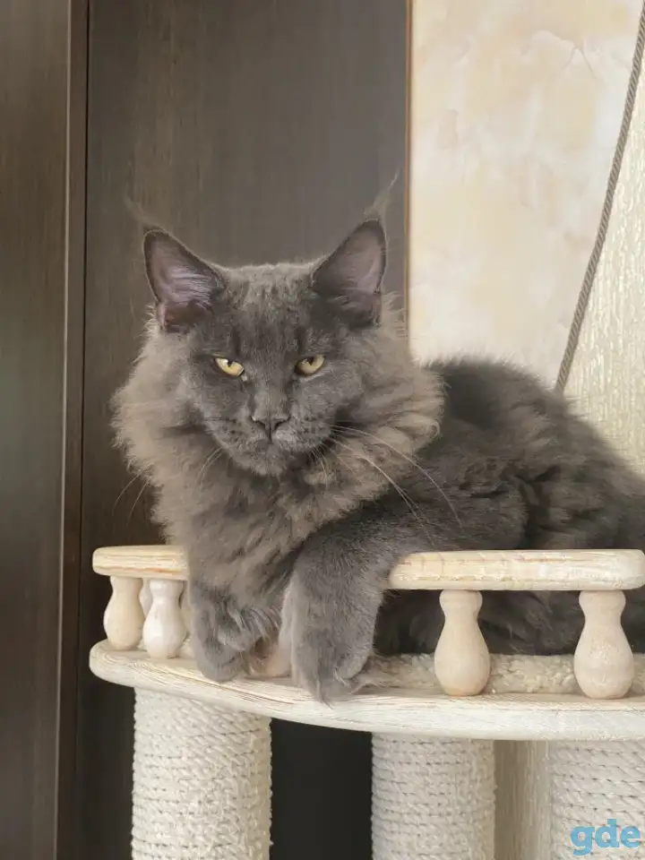 Котята мейн-кун полидакты  (5 мес) с документами, фотография 1