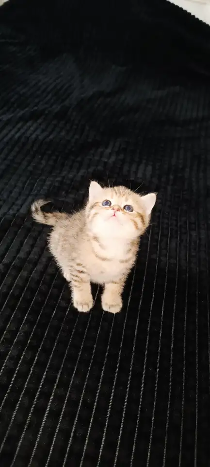 Шотландские котята, фотография 8