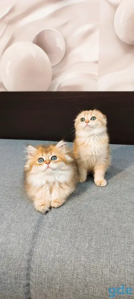 Шотландский мальчик, фотография 4
