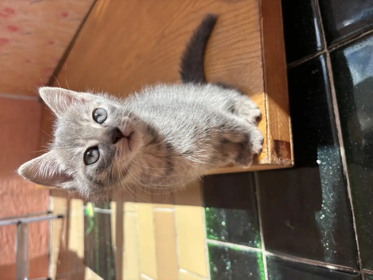 Котята, фотография 7