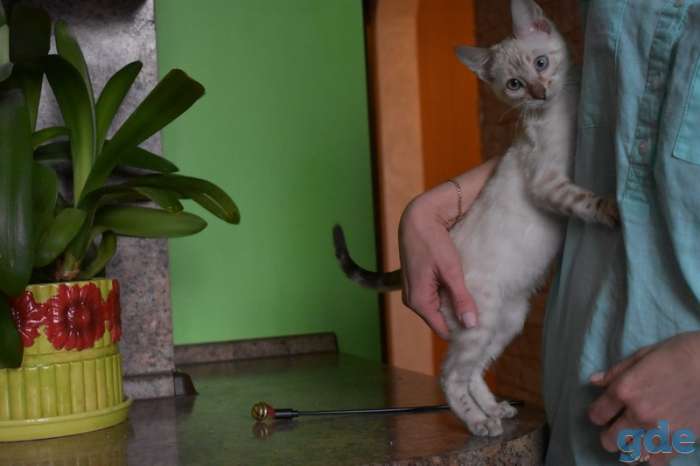 Бенгальский Бенгальские котята, фотография 5