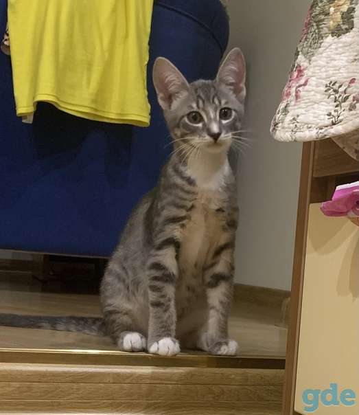 Котенок ищет дом, фотография 2