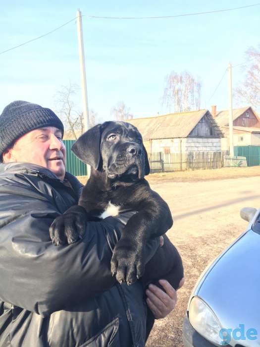 Продам замечательного щенка, фотография 5