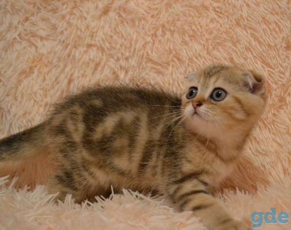 Шотландский котенок, фотография 1