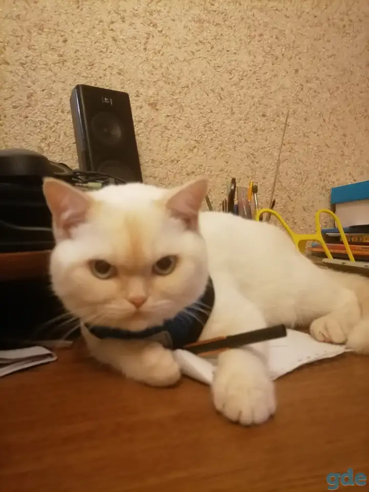 Шотландский котенок в Дар, фотография 1
