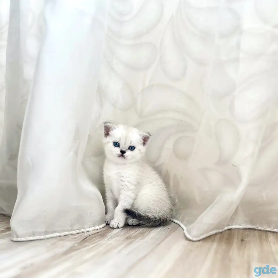 Шотландские котята, фотография 3