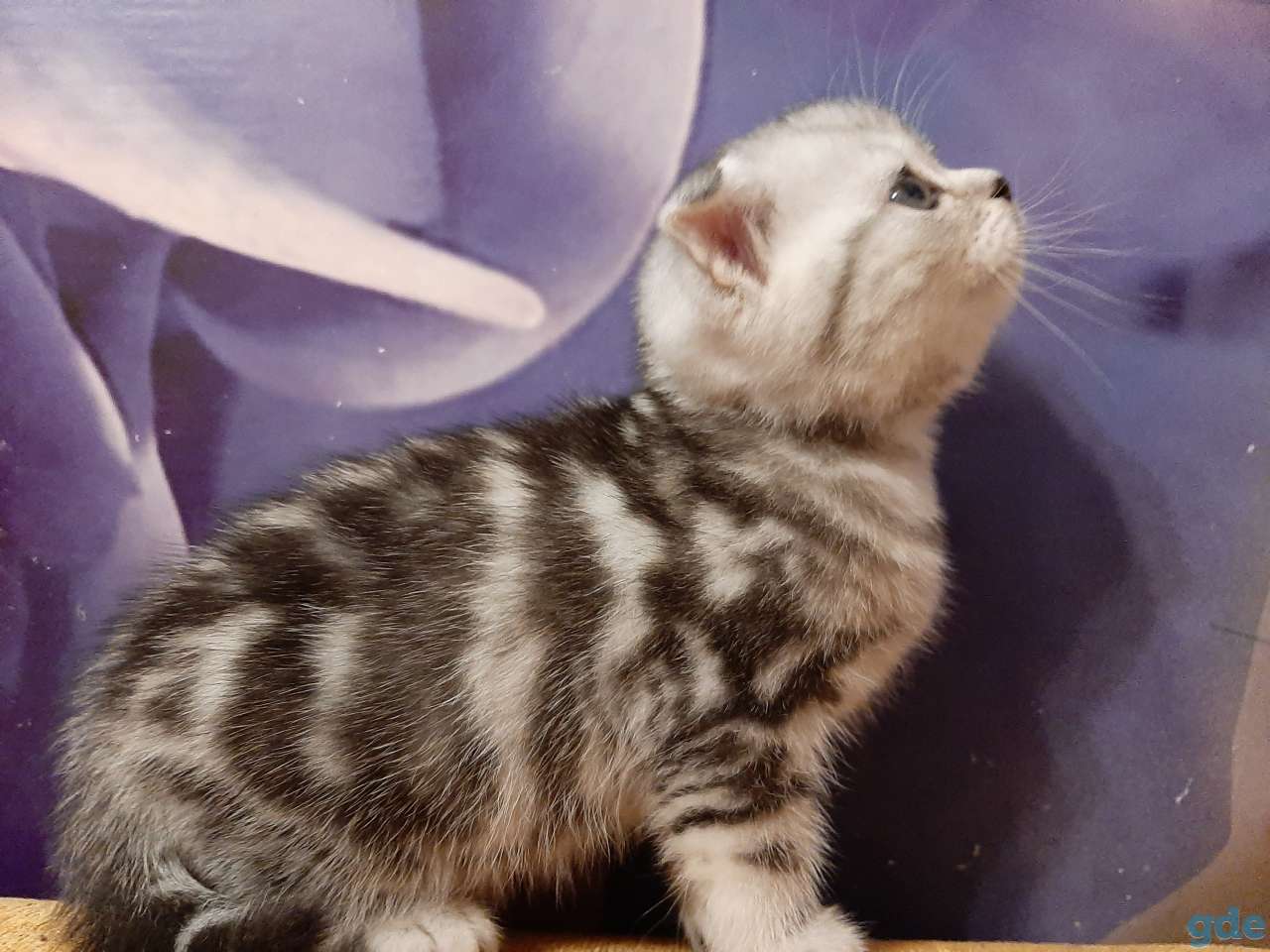 Шотландские котята, фотография 6