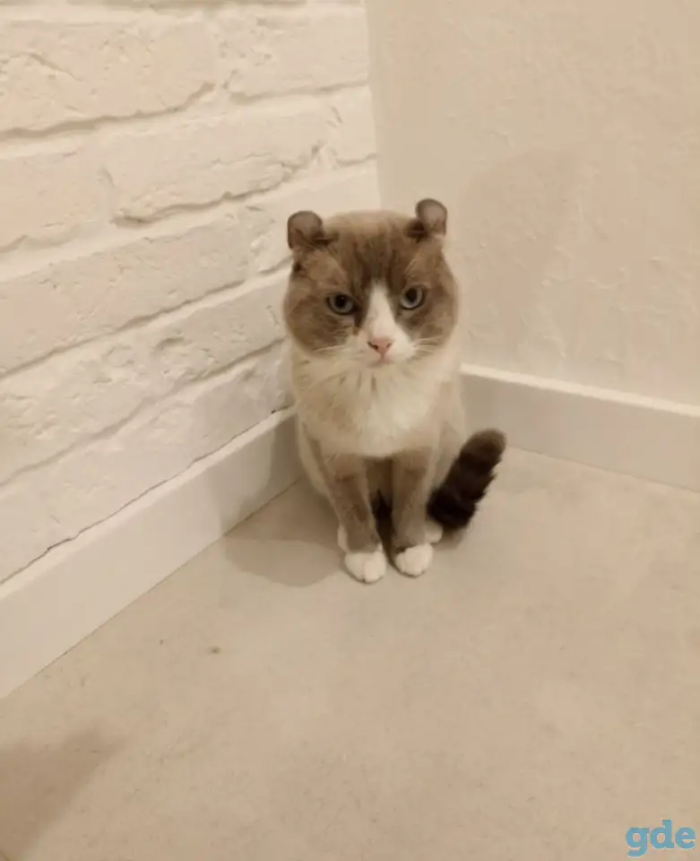 Котята Американский кёрл, фотография 6