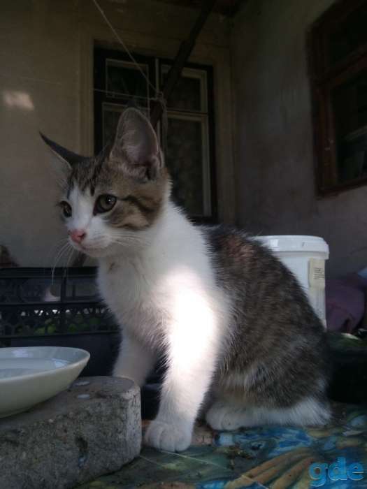Отдам котенка, фотография 3
