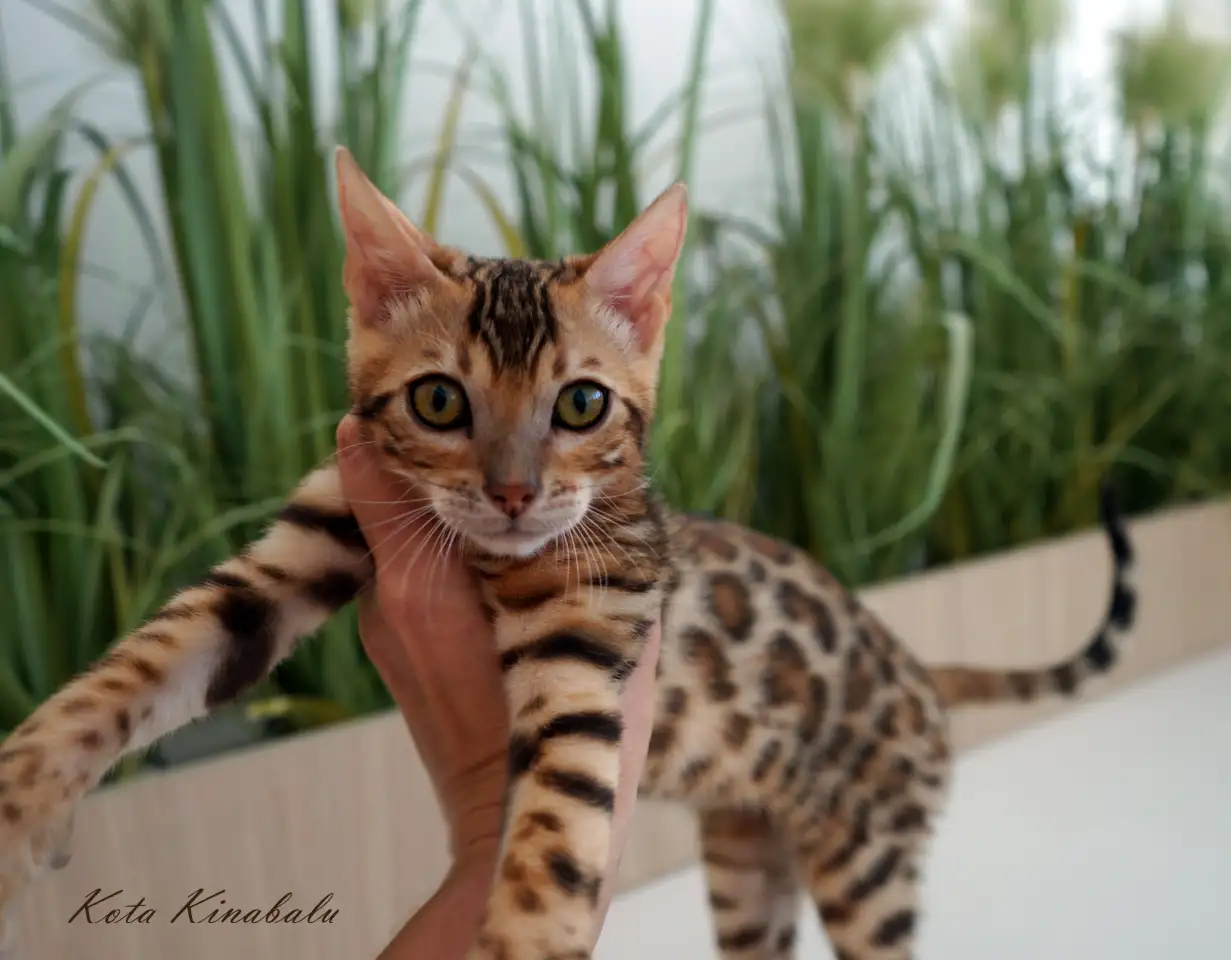 Бенгальские клубные котята, фотография 7