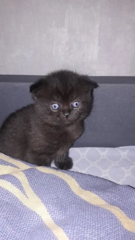 Котята шотландские вислоухие, фотография 1