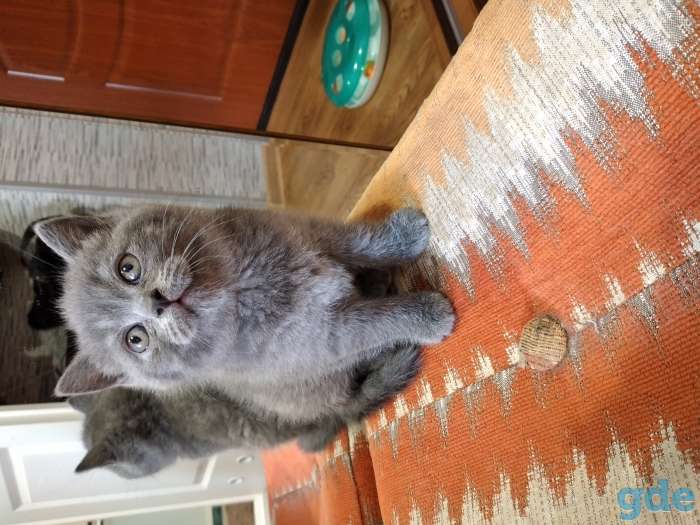 Шотландские котята, фотография 6