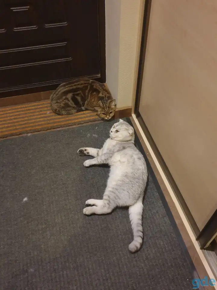 Продам шотландских котят, фотография 2