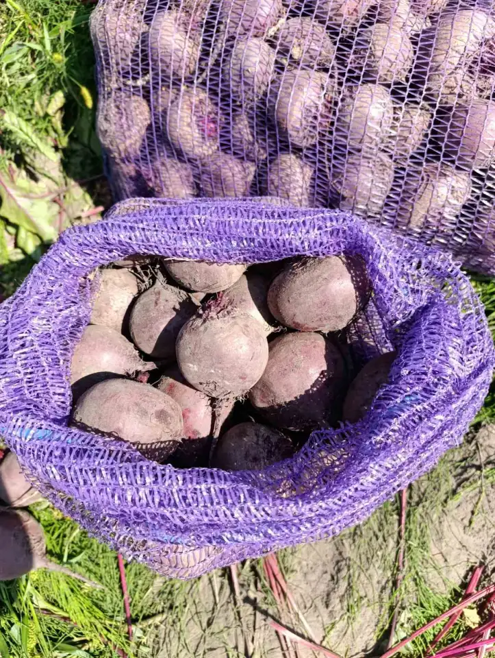 Реализуем продукцию собственного производства свекла, фотография 3