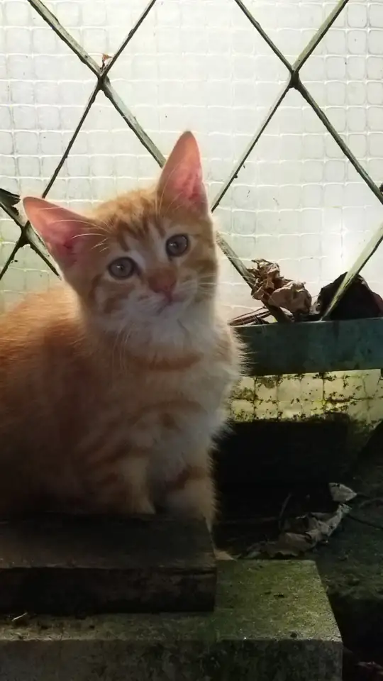 Котята бесплатно, фотография 2