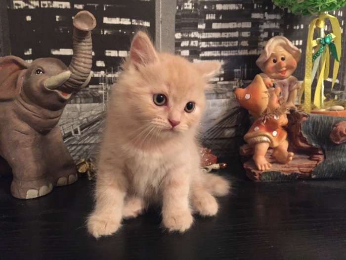 Британские котята, фотография 2