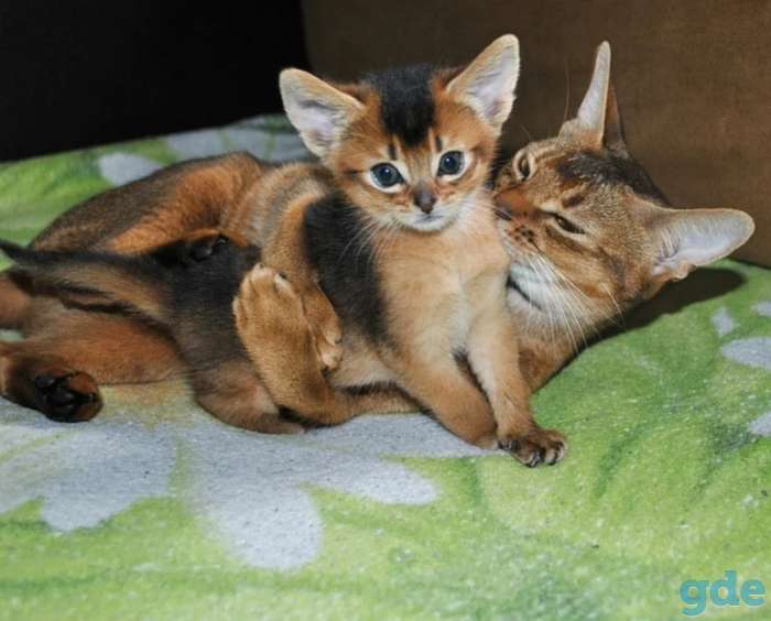 Абиссинские котята, фотография 2