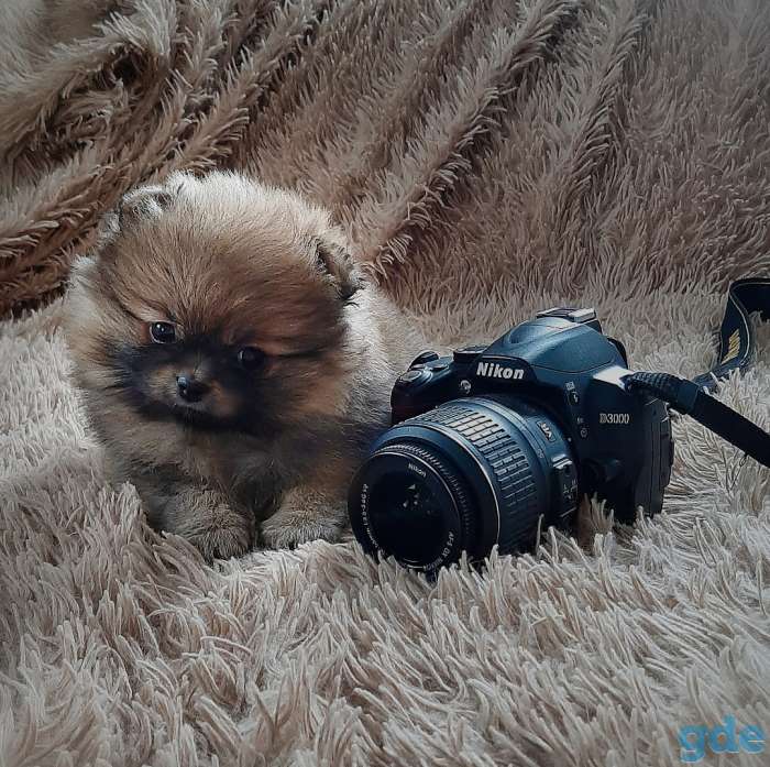 Померанский шпиц, фотография 1