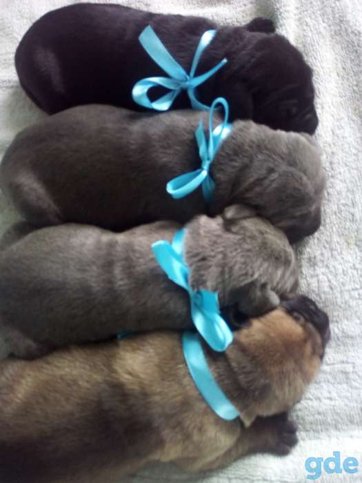 Продается щенки Кане Корсо, фотография 2