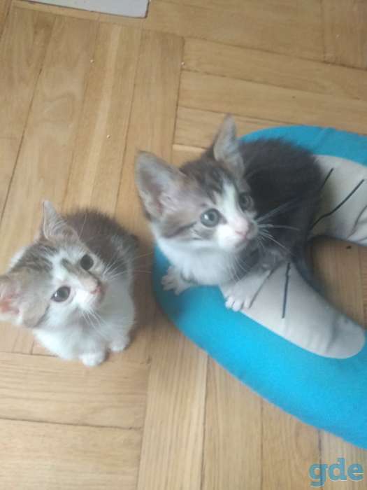 Котята в дар, фотография 1