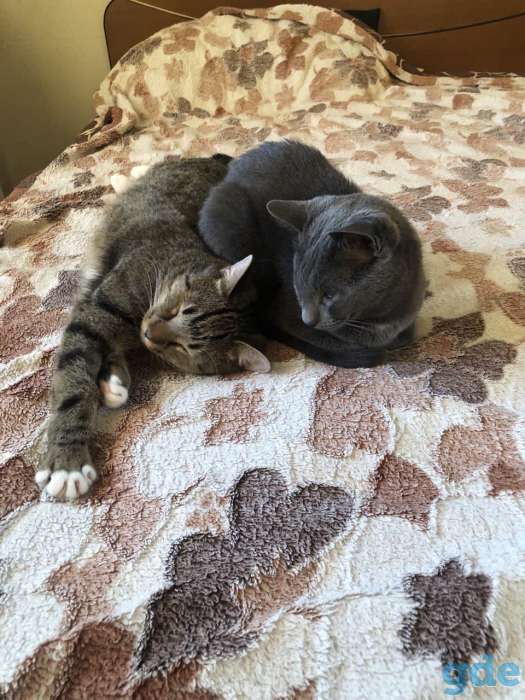 Кот 