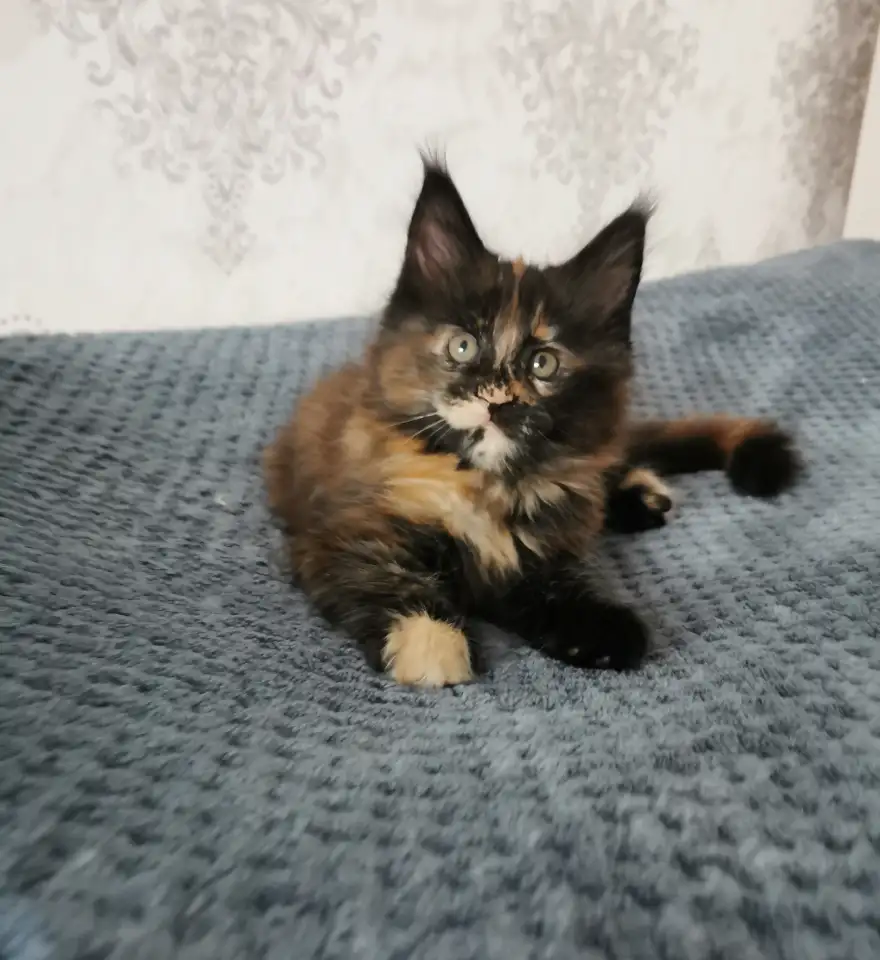 Котятa Мейн Куны питомник, фотография 4
