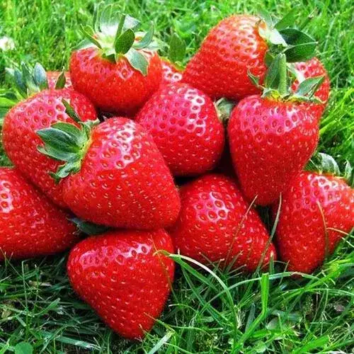 Саженцы клубники сорт Молинг столетие, фотография 1