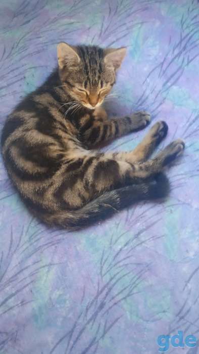 Горячие коты, фотография 4