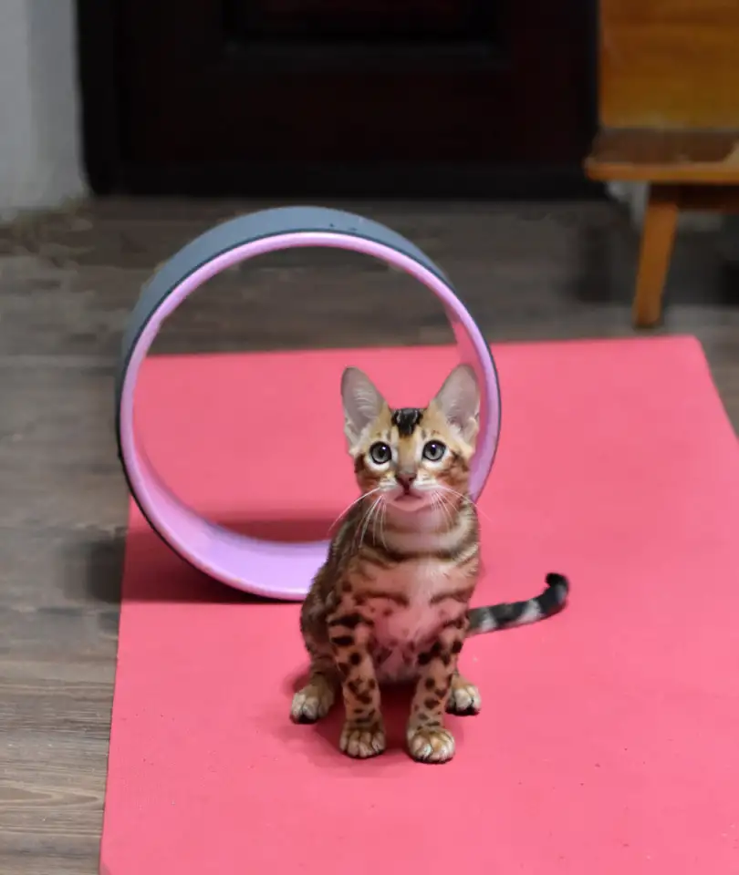Лучшие бенгальские котята, фотография 8