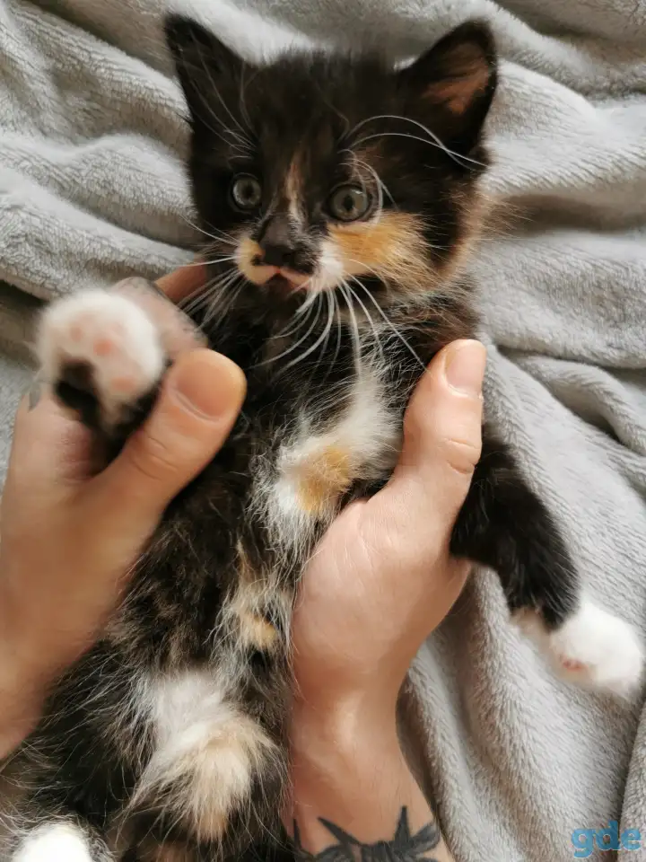 Котята, фотография 1