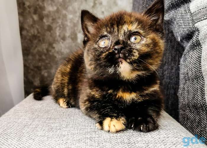 Шотландские котята .  Черепаховая кошка, фотография 3