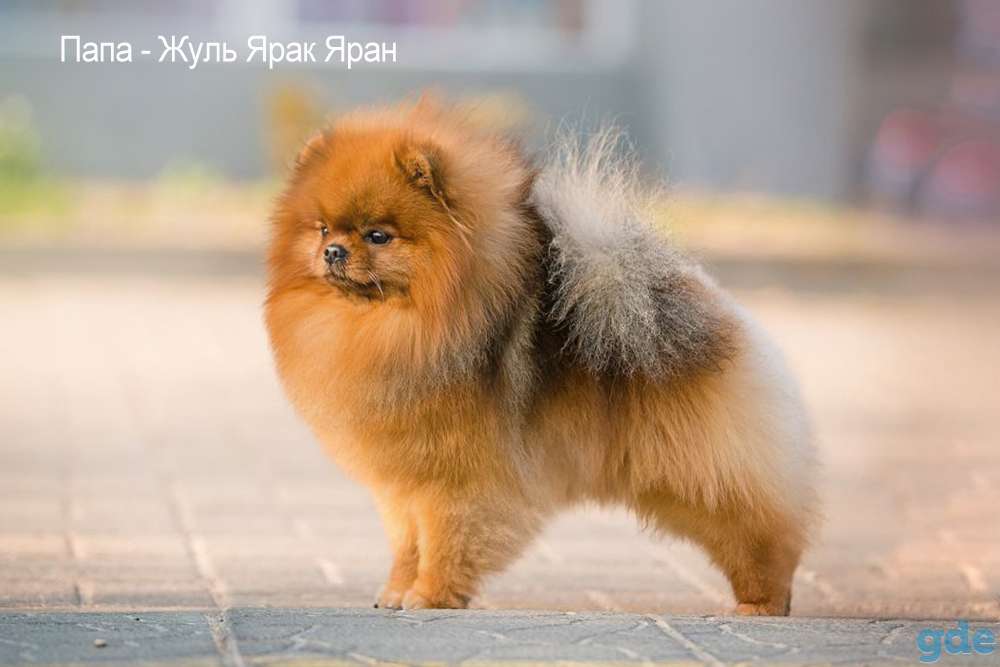 мальчик померанский шпиц, фотография 4