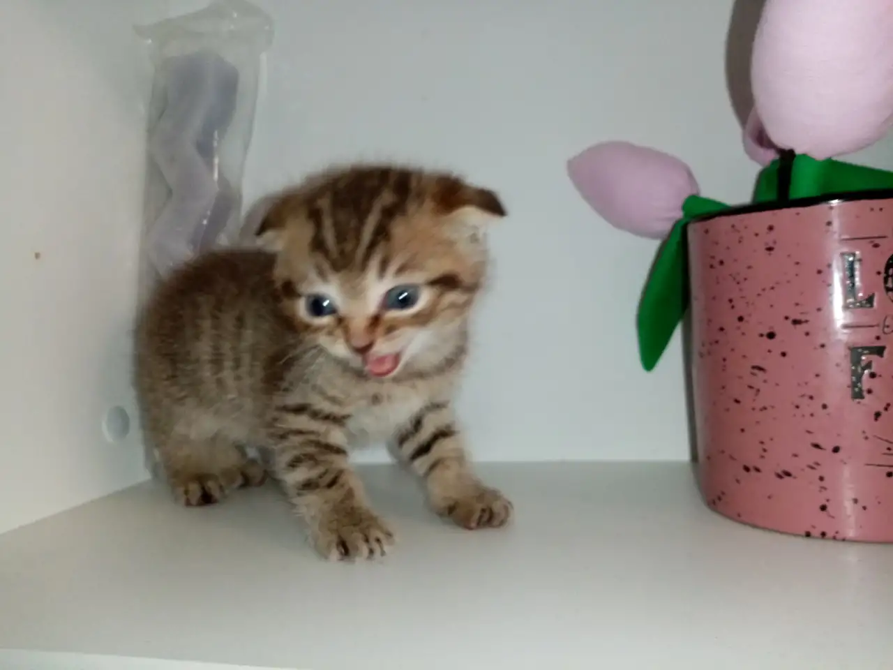 Шотландские котята, фотография 3
