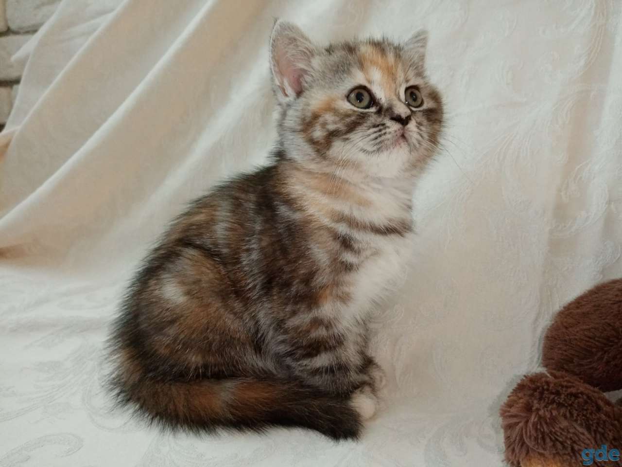 Продаю шотландских котят, фотография 4
