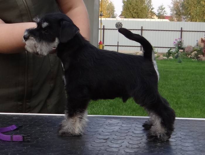 Щенки цвергшнауцера черного с серебром окраса, фотография 7