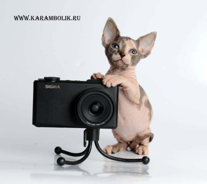 Канадский сфинкс питомник, фотография 2