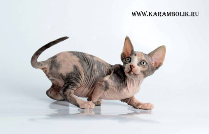 Канадский сфинкс питомник, фотография 6